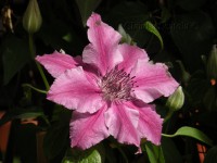 /album/rosso-in-giardino/dscn0220-c-rid-jpg/